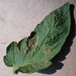 Late Blight 2