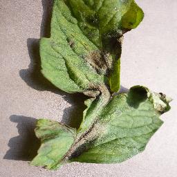 Late Blight 3