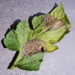 Late Blight 4