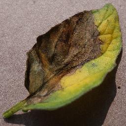 Late Blight 5