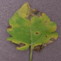 Septoria 2