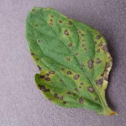 Septoria 3