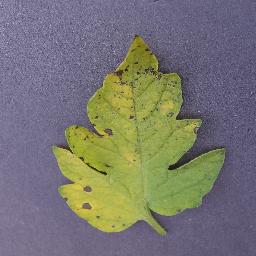 Septoria 5