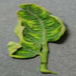 YLCV 3